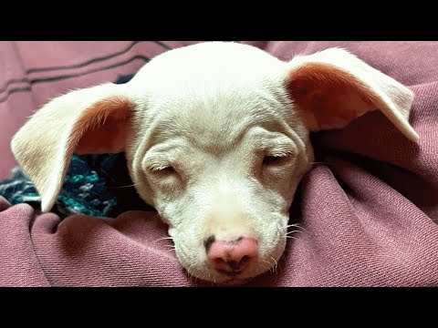 Couple brings home a blind pup. Then came the surprise.