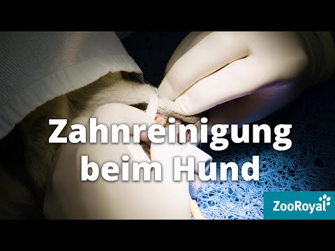 Zahnreinigung beim Hund! | Tierarzt Tacheles mit Sebastian Goßmann-Jonigkeit | ZooRoyal