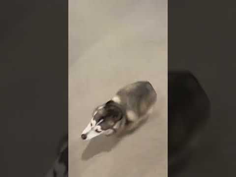 Sapphie the pomsky gets the zoomies