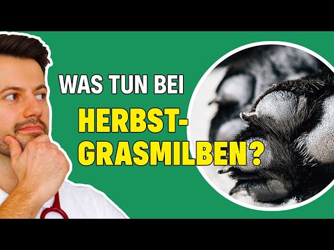 Herbstgrasmilben beim Hund: erkennen und behandeln! (Tierarzt klärt auf)