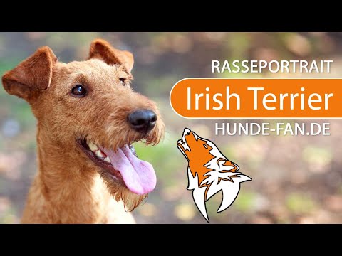 ► Irish Terrier [2019] Rasse, Aussehen &amp; Charakter