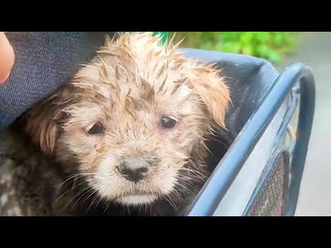 The girl brought home a dirty stray puppy, and it received love from the whole family!