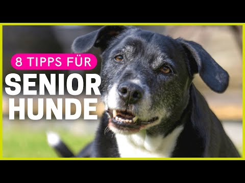 8 Tipps, die alten Hunden das Leben erleichtern!