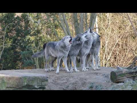 Schaurig schönes Wolfsgeheul