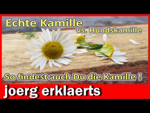 Echte Kamille sicher erkennen+ bestimmen und von Ackerkamille unterscheiden No.340