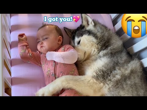 Scared Baby Refuses To Sleep In Her BIG Bed Without Her Husky!!😭. [CUTEST VIDEO EVER!!]