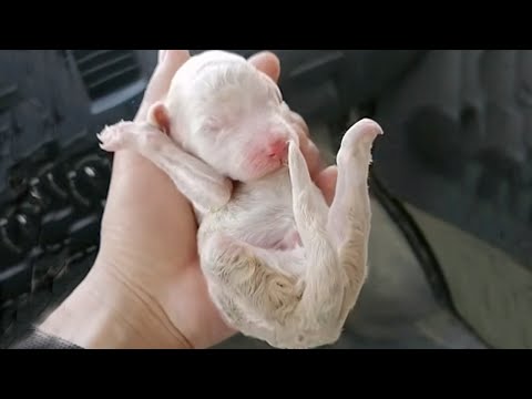 Born without one leg, the puppy, just a few days old, was abandoned on the side of the road