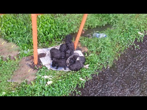 8 Newborn Puppies Were Abandoned, Lying Cold In The Rain, Crying But Everyone Ignored Them