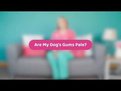 Are My Dog&#039;s Gums Pale? | Pet Health Advice