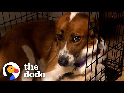 Rescue Dog Stayed in Her Crate For Five Days Until She Realized She Was Home | The Dodo