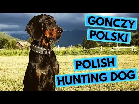Gończy Polski - TOP 10 Interesting Facts - Polish Hunting Dog