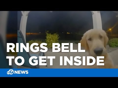 Dog escapes, then rings doorbell to get back inside