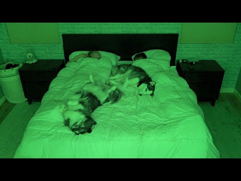 What Sleeping With Two Snuggly Huskies Is Like..