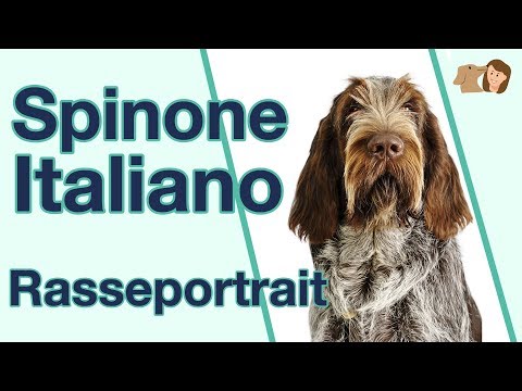 Spinone Italiano im Rasseportrait: Weißt du alles über diese italienische Hunderasse?