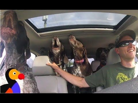 EXCITED Dogs in Car Can&#039;t Stop Howling For The Park | The Dodo