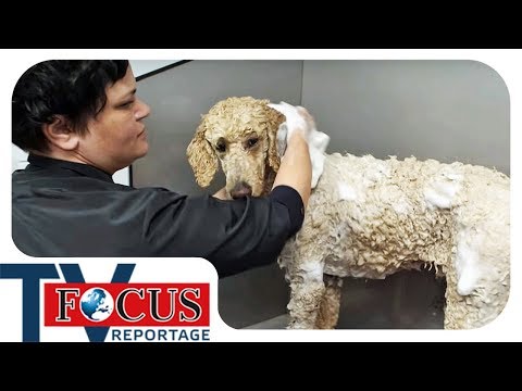 Waschen, Föhnen, Schneiden - Der Hundefriseur | Focus TV Reportage