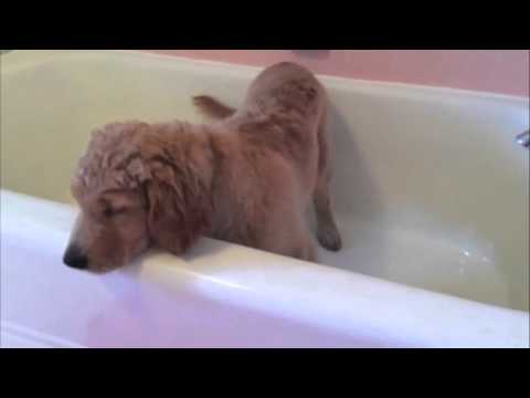 Golden Retriever Puppy Gives Himself a Bath