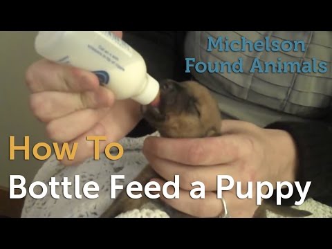 How to Bottle Feed a Puppy
