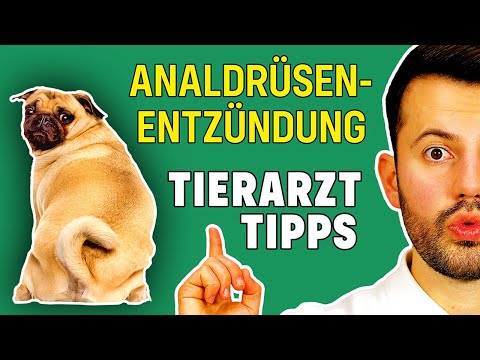 Analdrüsen beim Hund entzündet - WAS TUN? (Tierarzt hilft)