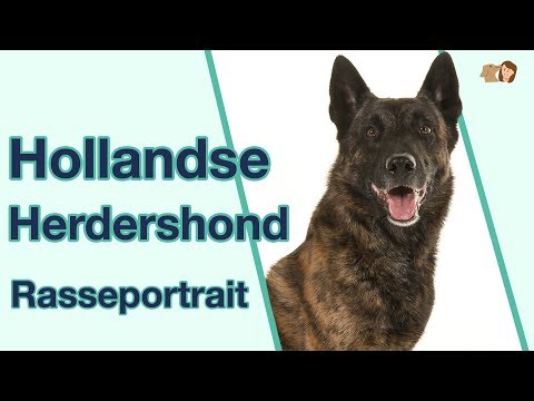 Hollandse Herdershond (Holländischer Schäferhund) im Rasseportrait | Hunderasse für aktive Menschen?