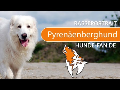 ► Pyrenäenberghund [2019] Rasse, Aussehen &amp; Charakter