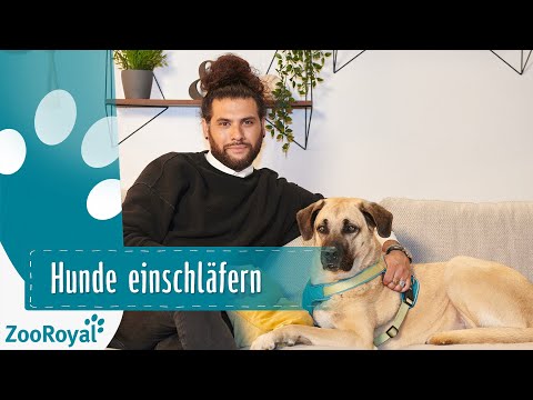 Hund Einschlafern Hilf Ihm Uber Die Regenbogenbrucke