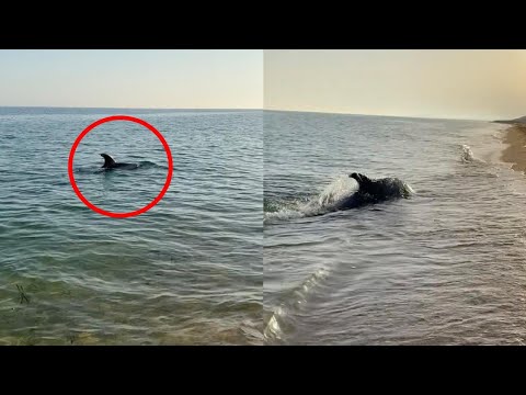 Dolphin Swims Close To Shore And Plays With Dog