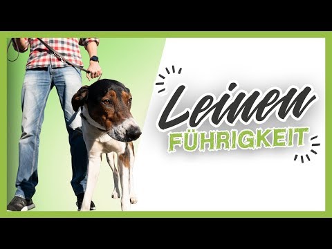 LEINENFÜHRIGKEIT ▶︎ 3 einfache Tipps wie es dein Hund schnell lernt