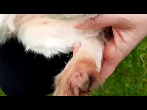 Akrale Leckdermatitis beim Hund - Juckreiz - Hund knabbert und leckt an der Pfote