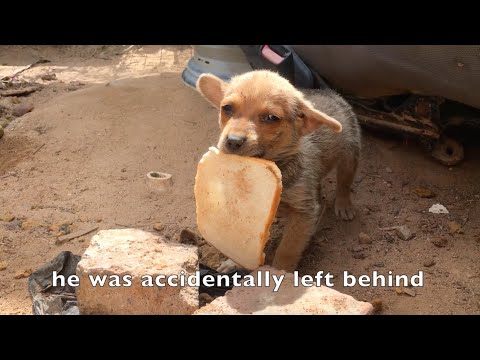 Abandoned Puppy Finds Happiness!