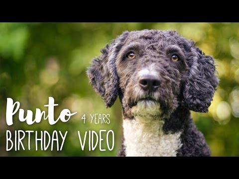 4 Years - Punto (Perro de Agua Español)
