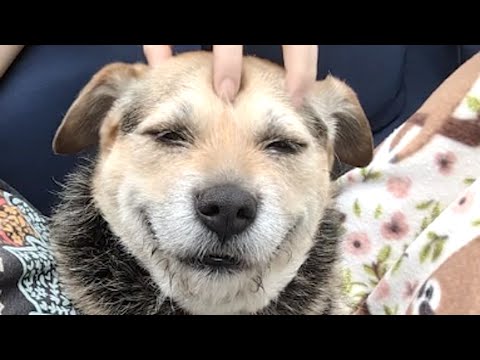 Shelter dog has huge smile after adoption