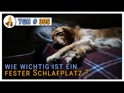 💤 Brauchen Hunde einen festen Schlafplatz? 🐕🛏💤 - TGH 305