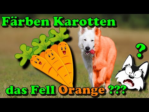 Färben Karotten oder Kupfer das Fell rot oder gelb ? / Hundefutter / Hundeernährung / Nature Trails