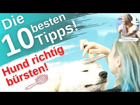 Hund richtig bürsten! I Tipps &amp; Tricks! Hundeerziehung: Die 10 wichtigsten &amp; wertvollsten Tipps!