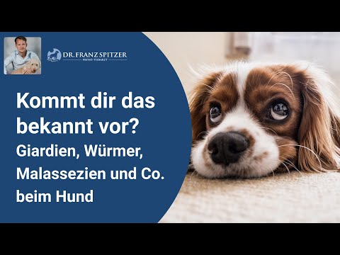 Giardien, Würmer, Malassezien und Co. beim Hund - Der große Fehler in der Tiermedizin?!