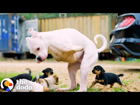 2-Legged Dog Has The Cutest Reaction To His Foster Puppies | The Dodo