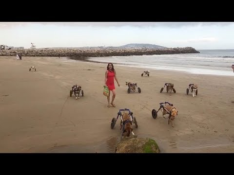 Disabled Dogs Visit Beach For First Time