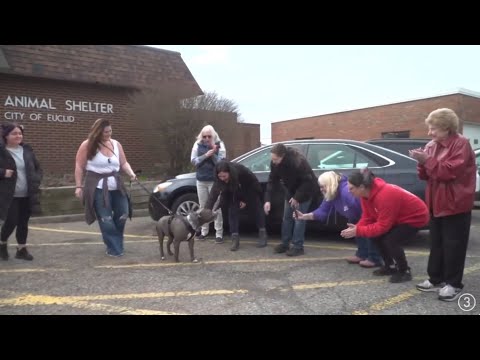 Adopted dog travels in style to new home after spending 587 days in shelter: Ready Pet GO!