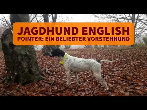 Jagdhund English Pointer: Einer der beliebtesten Vorstehhunde?