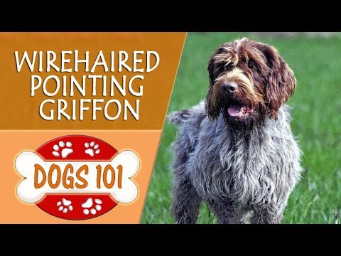 Dogs 101 - WIREHAIRED POINTING GRIFFON - Top Dog Facts About the WIREHAIRED POINTING GRIFFON
