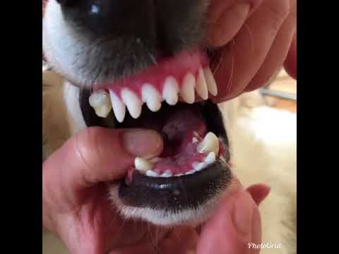 Celtic’s weißer Schäferhund, Behandlung Rückbiss und Zahnfehlstellungen