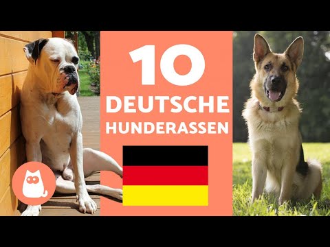 Die 10 beliebtesten DEUTSCHEN HUNDERASSEN - Hunde deutscher Herkunft