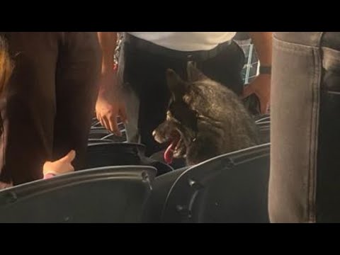 Dog runs away from home, sneaks into Metallica concert at SoFi Stadium