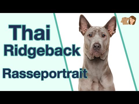 Thai Ridgeback im Rasseportrait: Weißt du alles über diese mittelgroße Hunderasse?