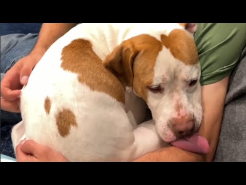 Shy rescue dog transforms into lovebug