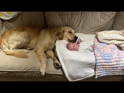 Golden Retriever Meets Newborn Baby And Never Leaves His Side! (Cutest Ever!!)