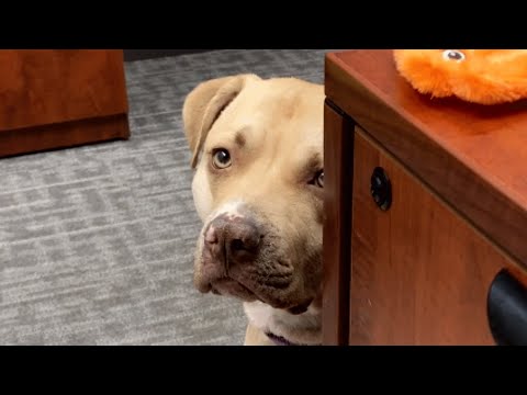 Shelter dog didn&#039;t have long to live. So naturally this woman adopted her.