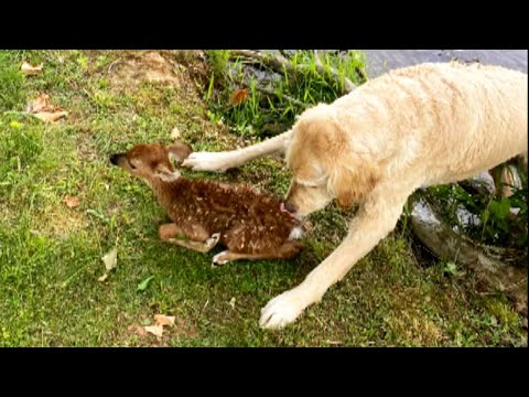 Goldendoodle Helps Rescue Fawn Drowning in Lake