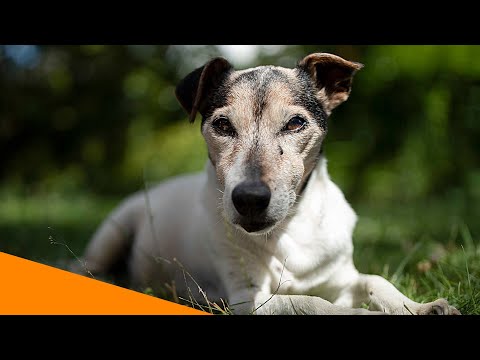 Hunde mit Demenz - wie erkennt man sie?